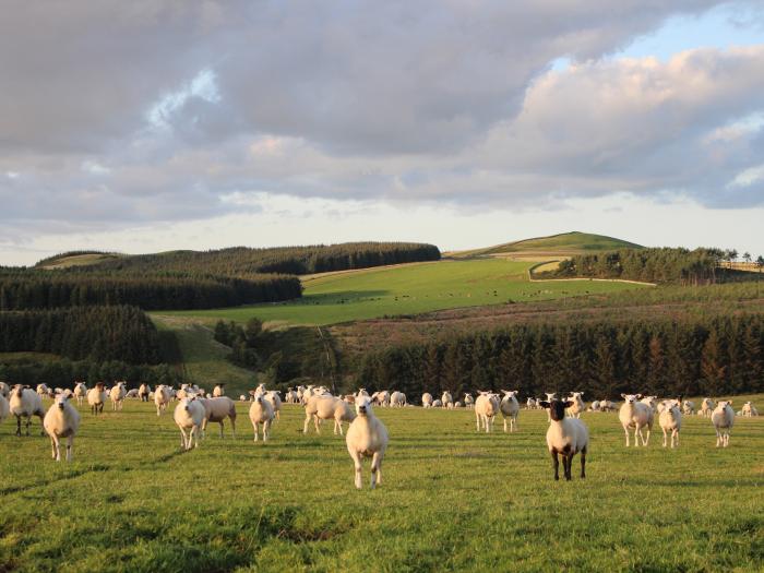 Birds Nest, Scottish Borders