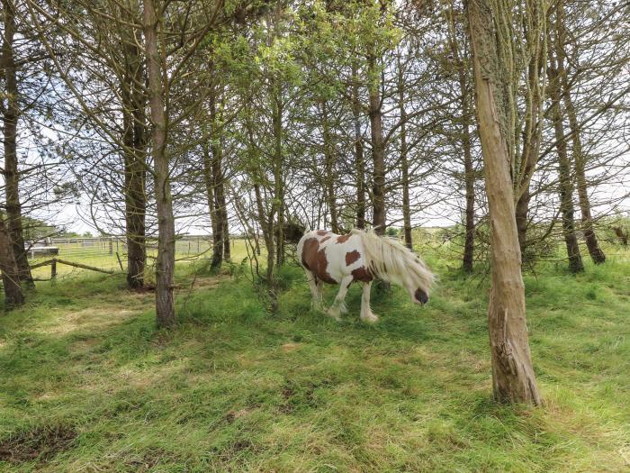 The Coach House, Brighstone, Isle of Wight, family-friendly, pets, near the coast, In AONB, stylish,