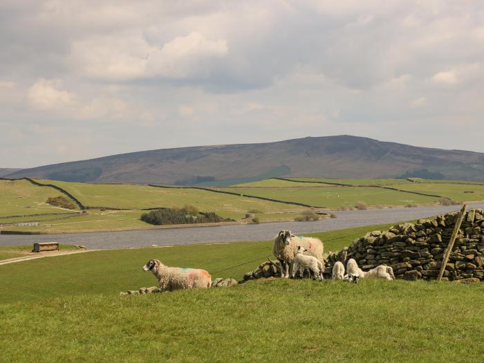 Bwythn Penfro, Haworth