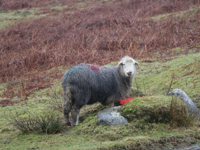 Dalesway Cottage, Bowness-On-Solway