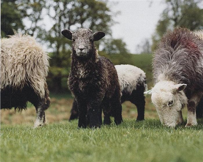 Yew Tree Farm, Coniston, Cumbria