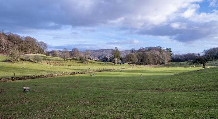 Briar, Hawkshead