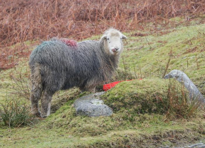 Pheasant's Nest, Windermere