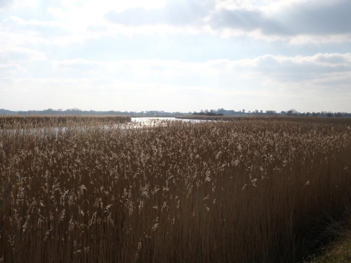 Phloxhaven, Reedham