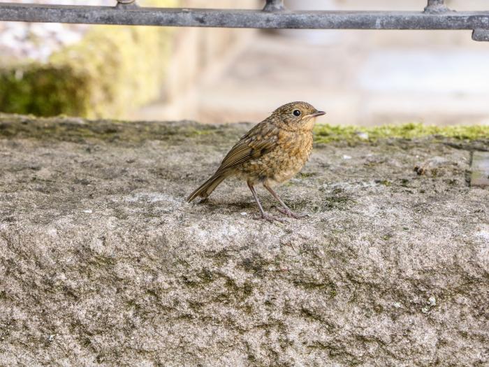 Robin's Nest, Bakewell