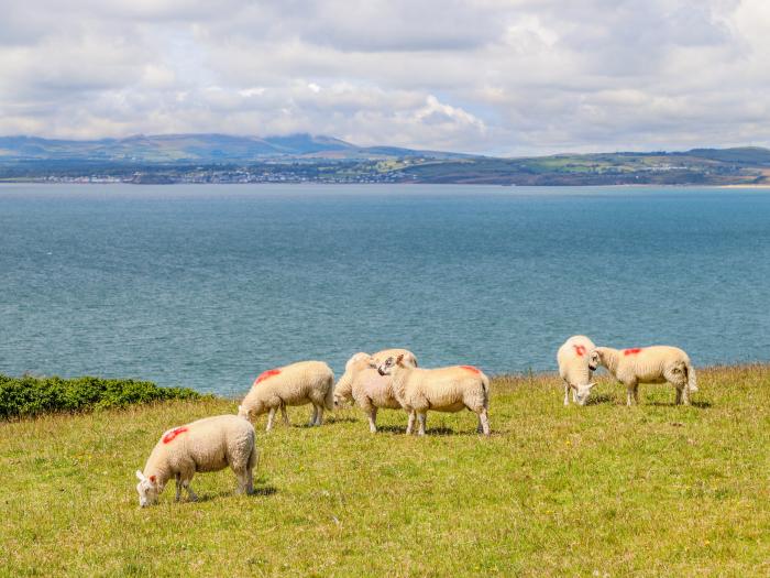 Bramble Bank, Harlech