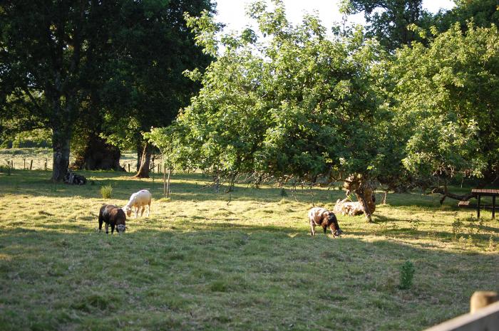 Dinefwr, Llandeilo