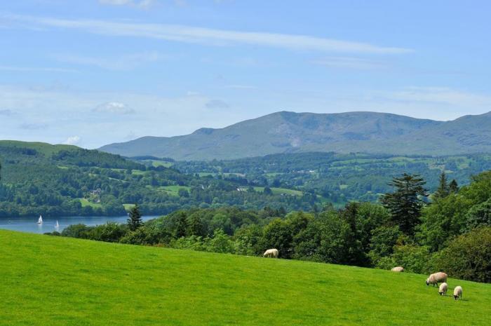 Curlew at Stonecliff, Bowness-On-Windermere