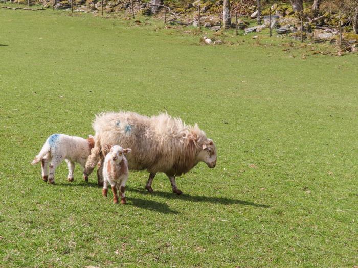 Gilfachwydd near Dolgellau, Gwynedd. Characterful home resting rurally in Eryri National Park.  2bed