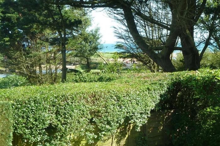 Willows, Charmouth