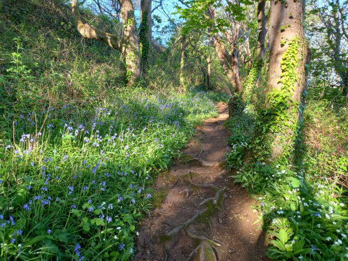 Yonda, Ilfracombe