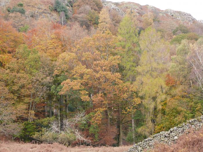 Beech, Ulverston