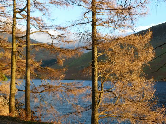 Beech, Ulverston