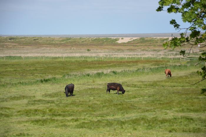 Seadrift, Dunwich, Westleton