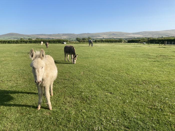 Trelew, Newport, Pembrokeshire