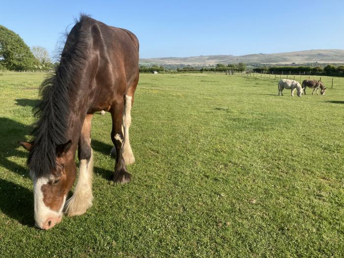 Trelew, Newport, Pembrokeshire