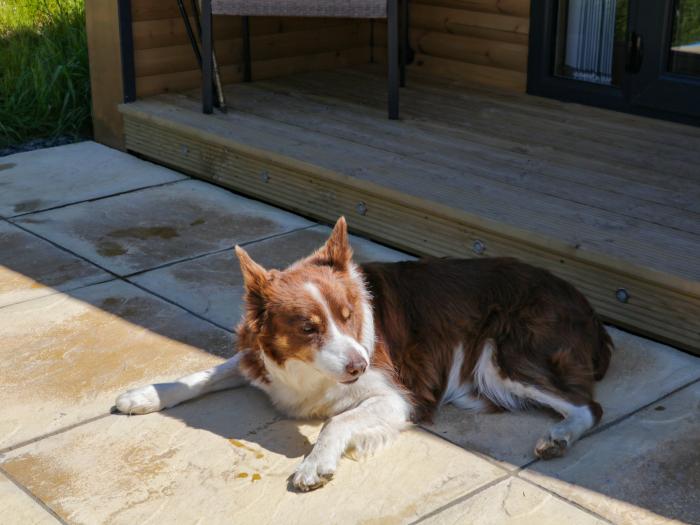 Holly, Ulverston