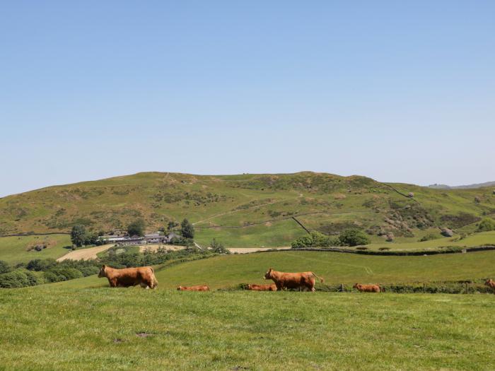 Holly, Ulverston