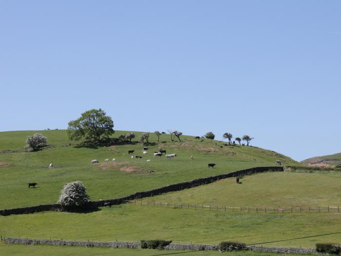 Holly, Ulverston