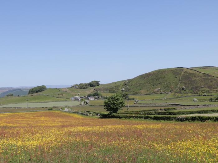 Holly, Ulverston