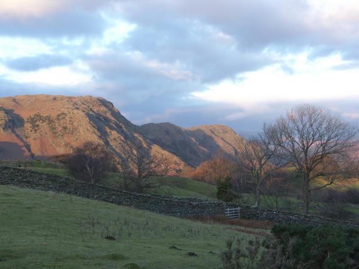 Holly, Ulverston