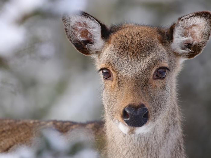 Oh Deer, Ashbourne