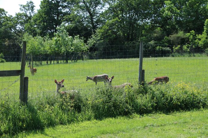 No Deer, Ashbourne