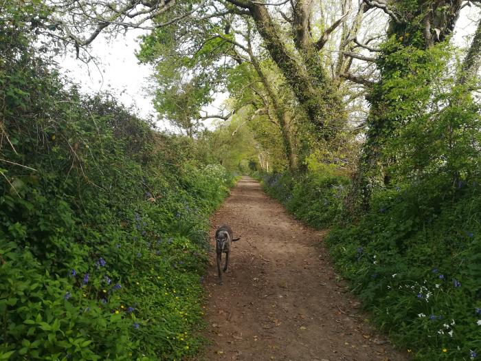 6a Lemon Hill, Mylor Bridge, Cornwall, Woodburning Stove, Smart TV, Summer House, WiFi, Pet-friendly