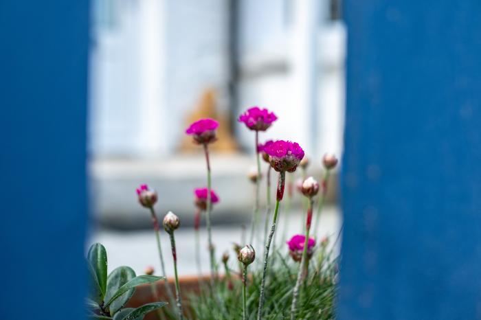 Seapinks, Port Isaac, Cornwall. Pet-friendly and close to the beach. Sea views and off-road parking.