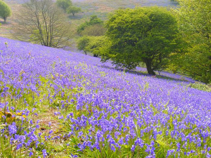 Stardust is in Ventnor on the Isle of Wight, woodburning stove, off-road parking, pet-free, in AONB.