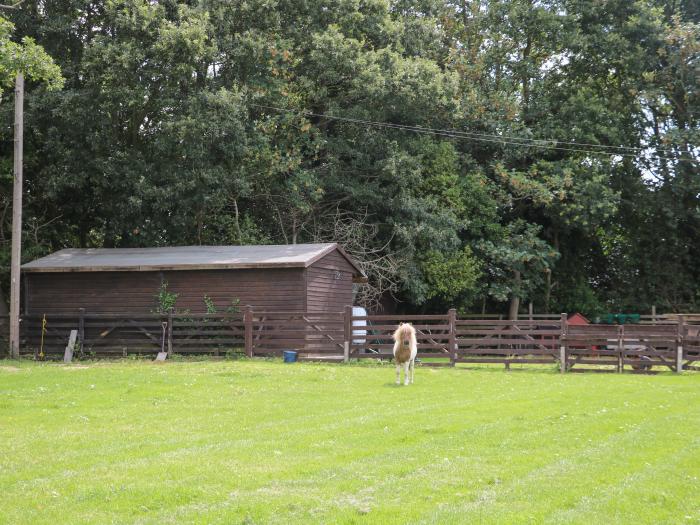 Lapwings, Titchfield Common