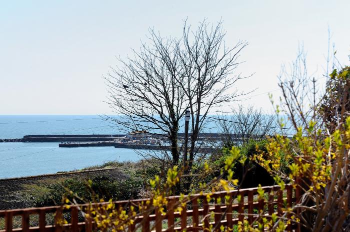 Tamarind Tree Apartment, Lyme Regis, Dorset. Ground-floor apartment. Ideal for couples. Beach nearby