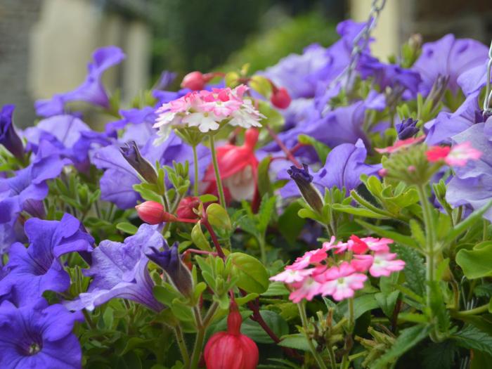 Windbury Cottage, in Hartland, Devon. Close to beach. Pet-friendly. Countryside views. Close to shop