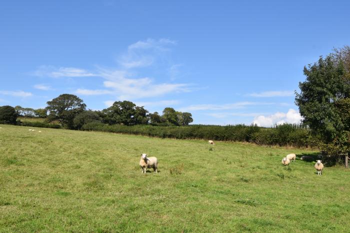 Maple near Charmouth, Dorset. Two-bedroom pod with countryside views. Open-plan living. Pet-friendly