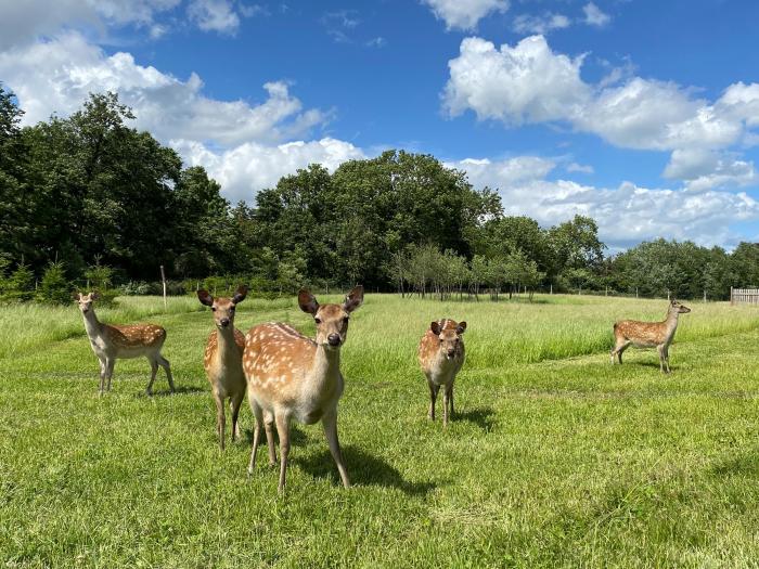 Yes Deer, Ashbourne