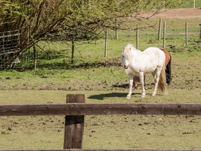 Oakwood Stables, North Wales