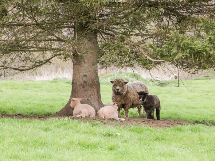 The Orchard, Heart of England