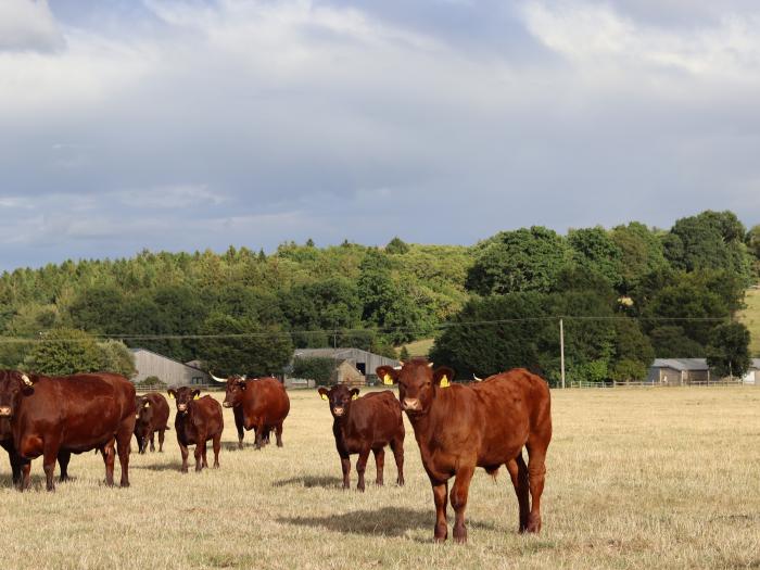 Oxen Cottage @ Nables Farm, Upper Seagry