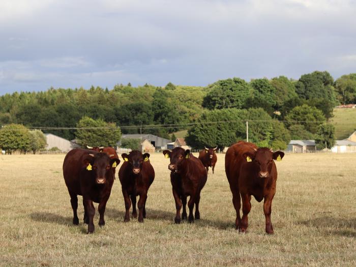 Oxen Cottage @ Nables Farm, Upper Seagry