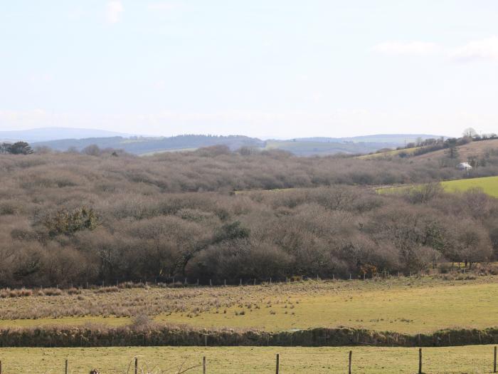 Foxes, Cornwall