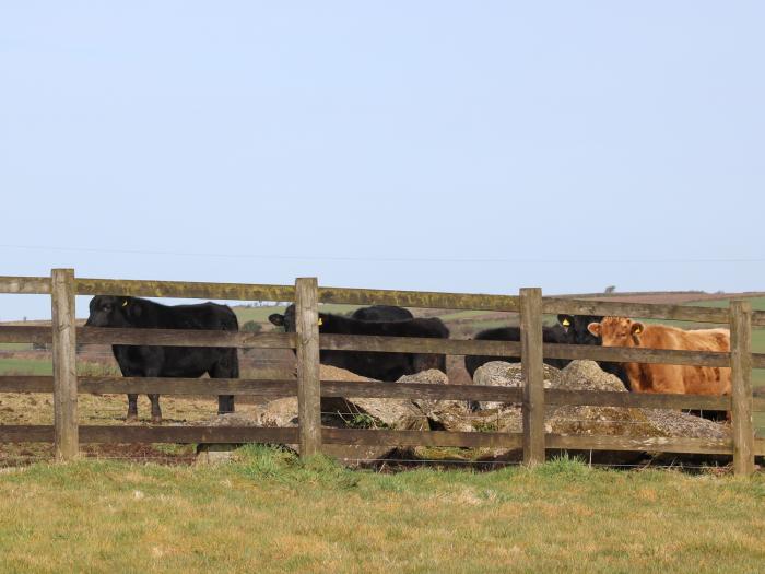 Foxes, Cornwall