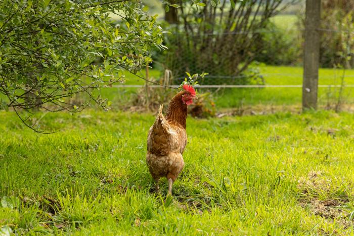 Warren Cottage near Torrington, Devon. In a rural location. Pet-friendly. Shared indoor heated pool.