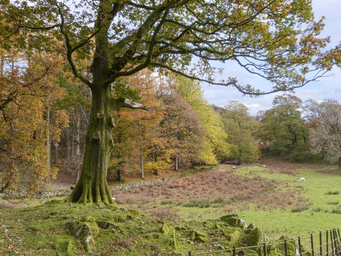 Yew - Woodland Cottages, Bowness-On-Windermere