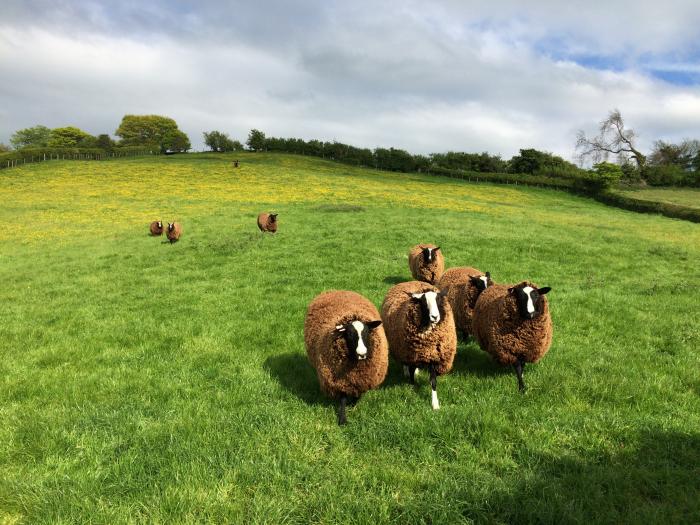 Shepherd's View, Shropshire