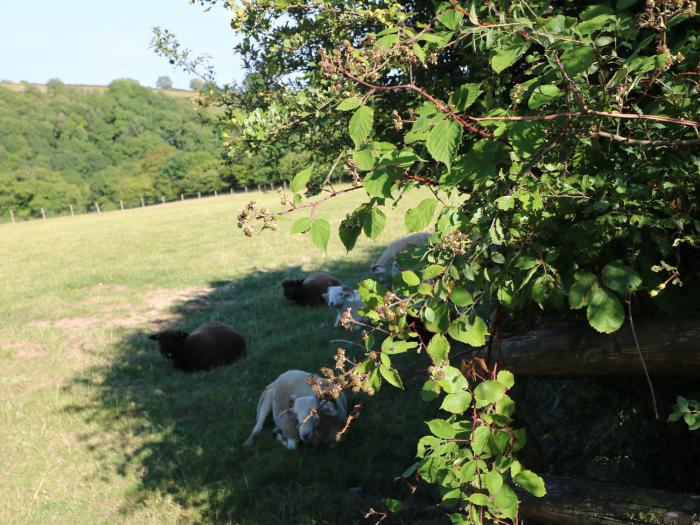 Marchgwyn Uchaf, Carmarthenshire