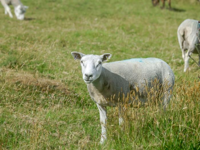 Conion Ganol, Gwynedd