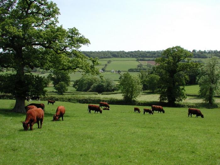 Whitcombe Cottage, Devon