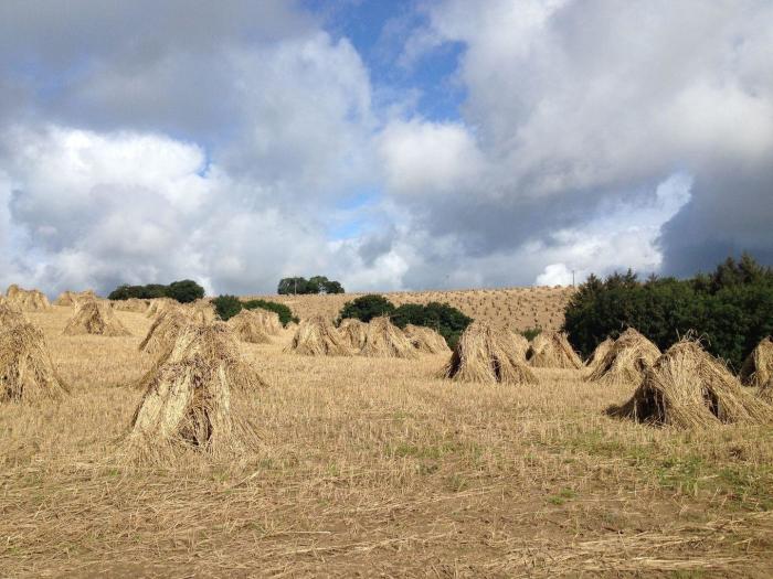 Hedgelea, North tawton