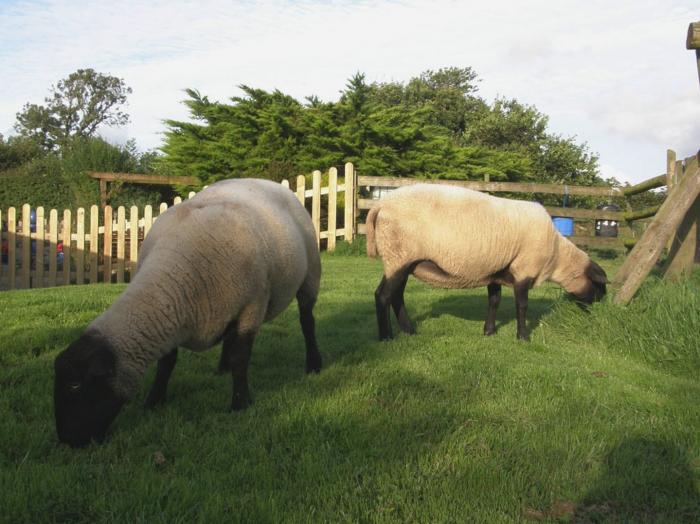 Yellowland Farm, Holsworthy