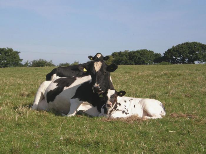 Yellowland Farm, Holsworthy